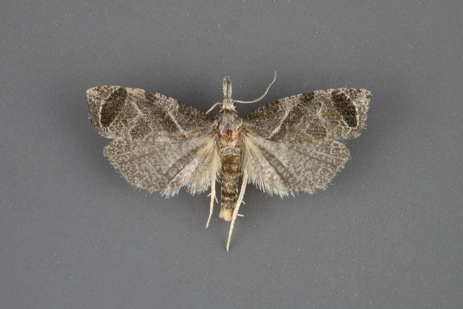 Image of Phtheochroa perspicuana