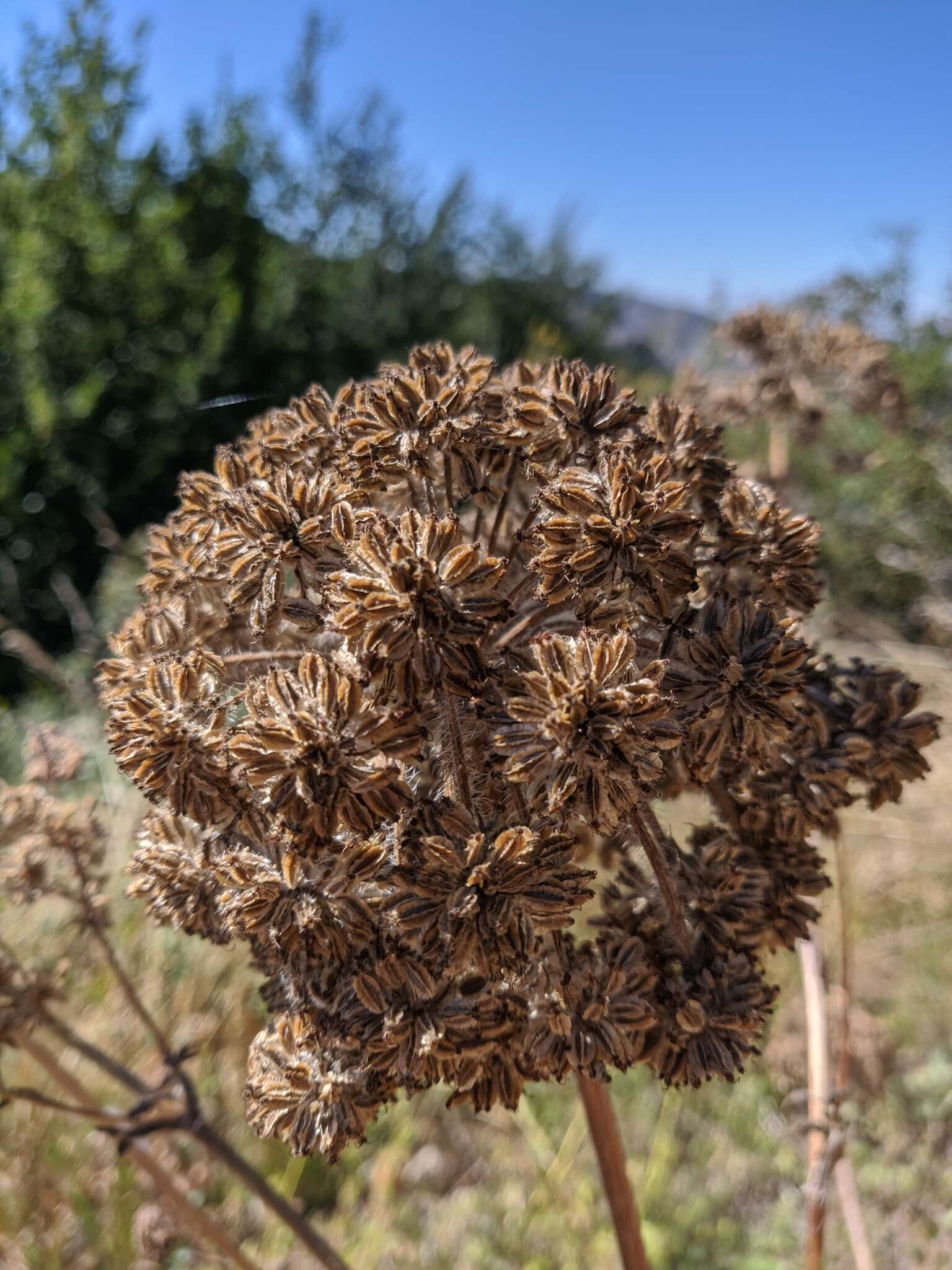 Image of Silphiodaucus hispidus