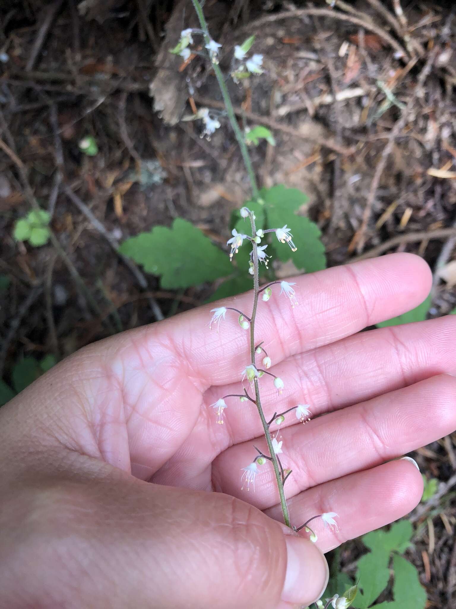 Image of Tiarella trifoliata var. trifoliata