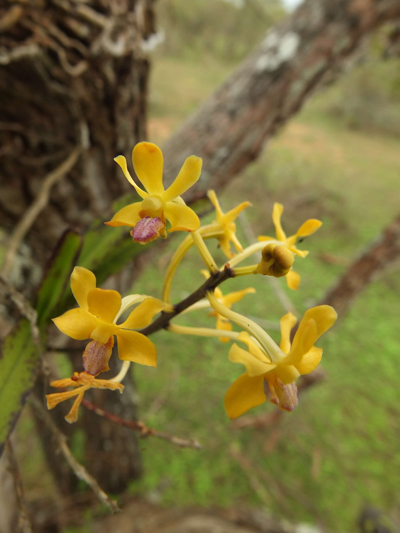 Image of Vanda testacea (Lindl.) Rchb. fil.