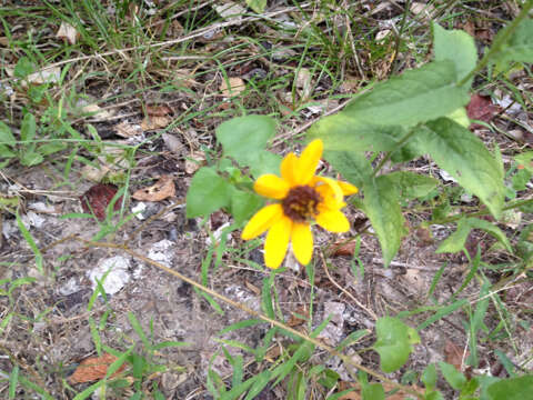 Image of cucumberleaf sunflower