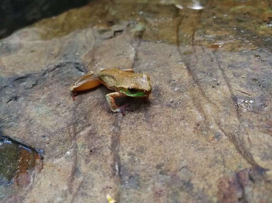 Ranoidea pearsoniana (Copland 1961)的圖片