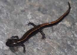 Image of Gold-striped salamander