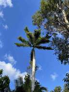 Image of Puerto Rico royal palm