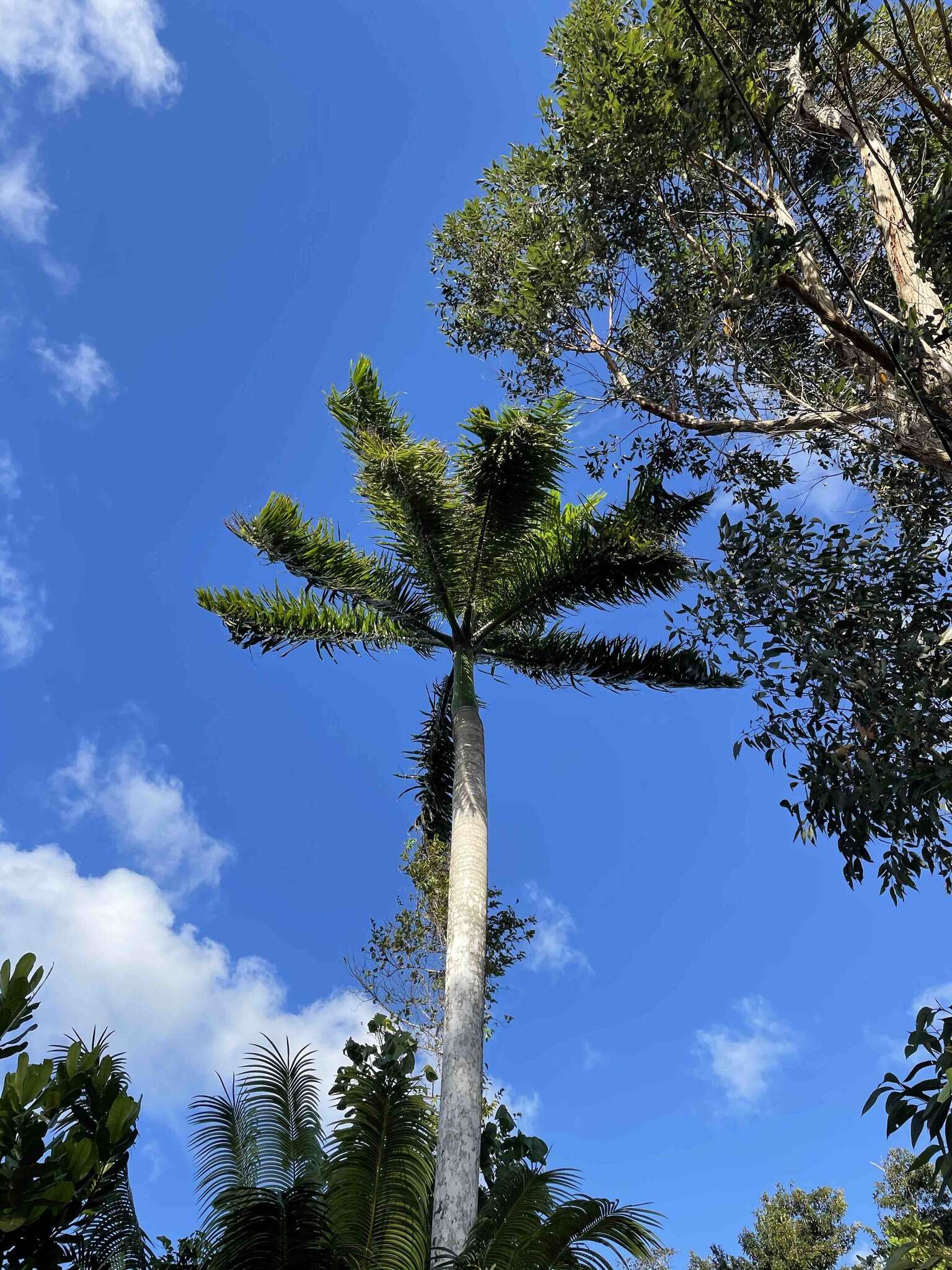 Image of Puerto Rico royal palm