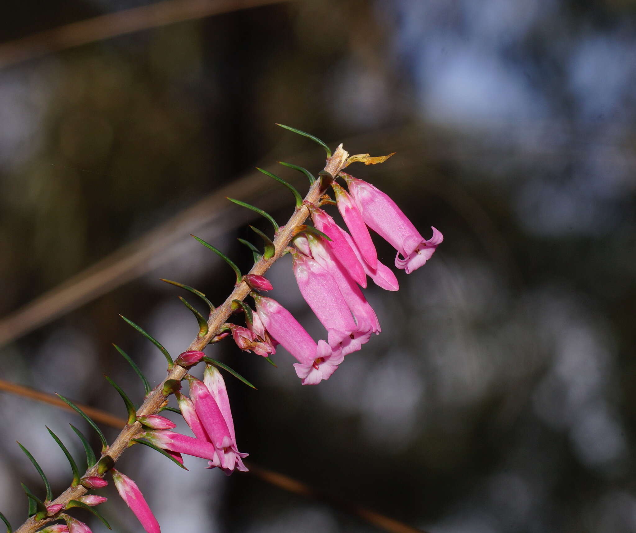 Plancia ëd Epacris impressa Labill.