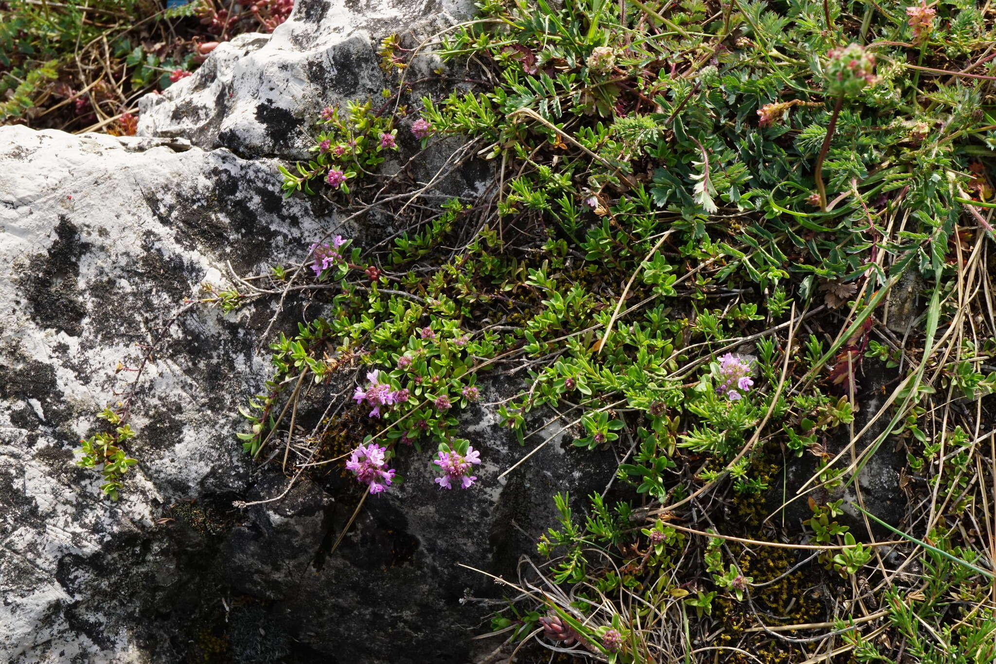 Image of Thymus odoratissimus Mill.