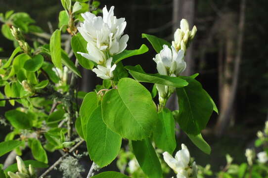 Image of Saskatoon serviceberry