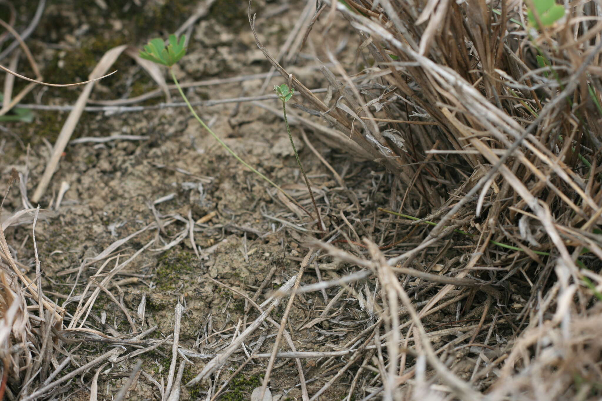 Plancia ëd Marsilea schelpeana Launert