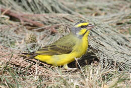 Image of Yellow-fronted Canary