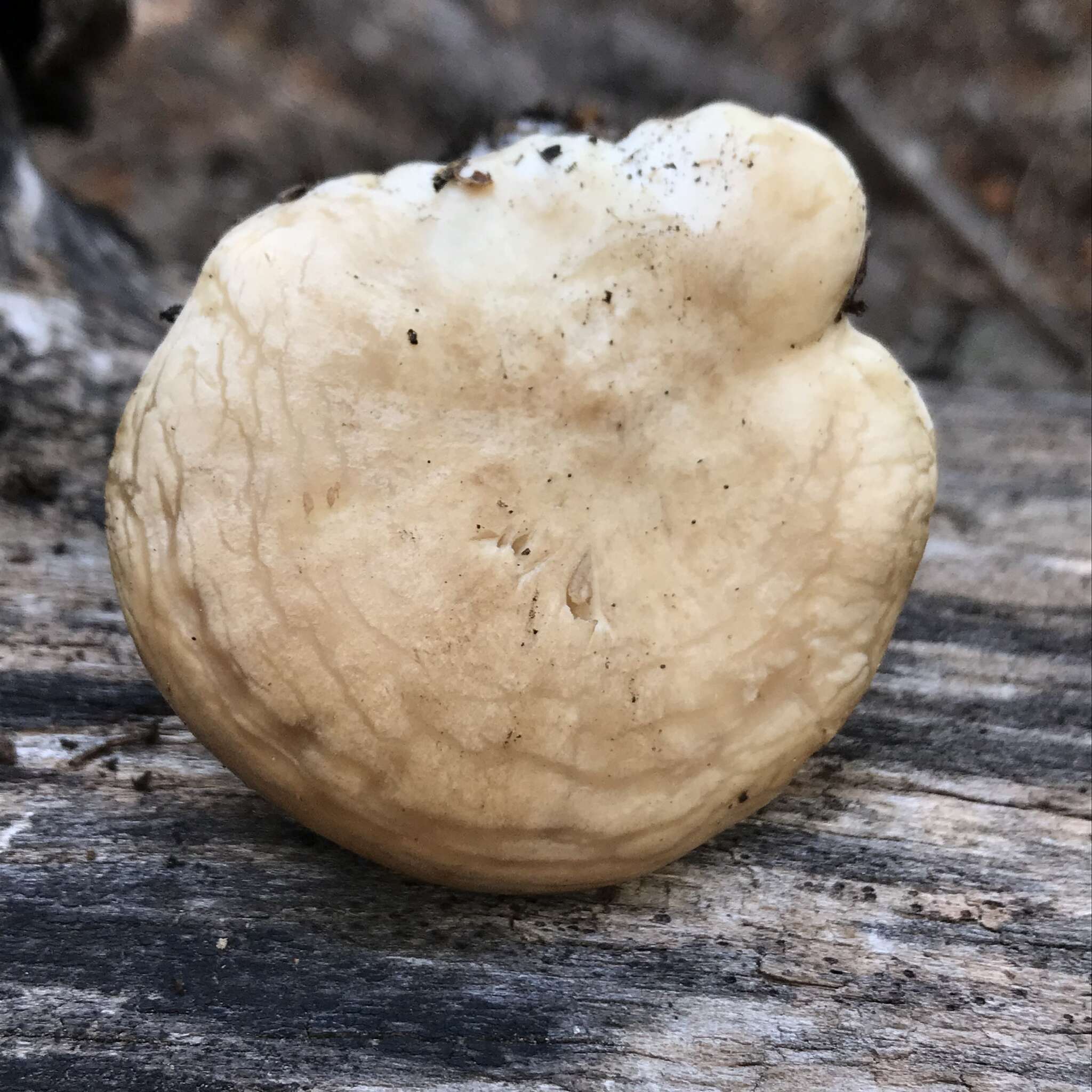 Image of Clitocella popinalis (Fr.) Kluting, T. J. Baroni & Bergemann 2014