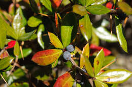 Image of Berberis nantoensis C. K. Schneid.