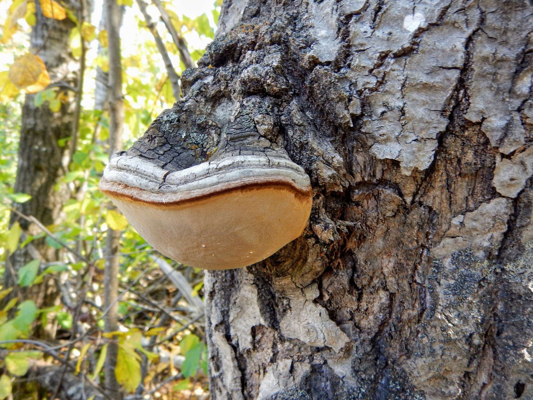 Image of Phellinus tremulae (Bondartsev) Bondartsev & P. N. Borisov 1953