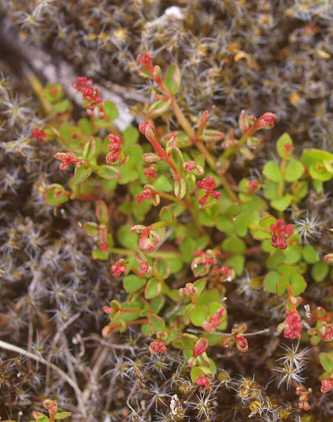 Image of Gonocarpus micranthus subsp. micranthus