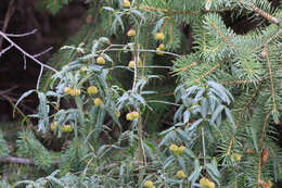 Image of Euonymus semenovii Regel & Herd.