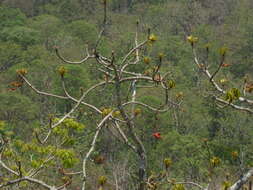 Image of Sterculia villosa Roxb.