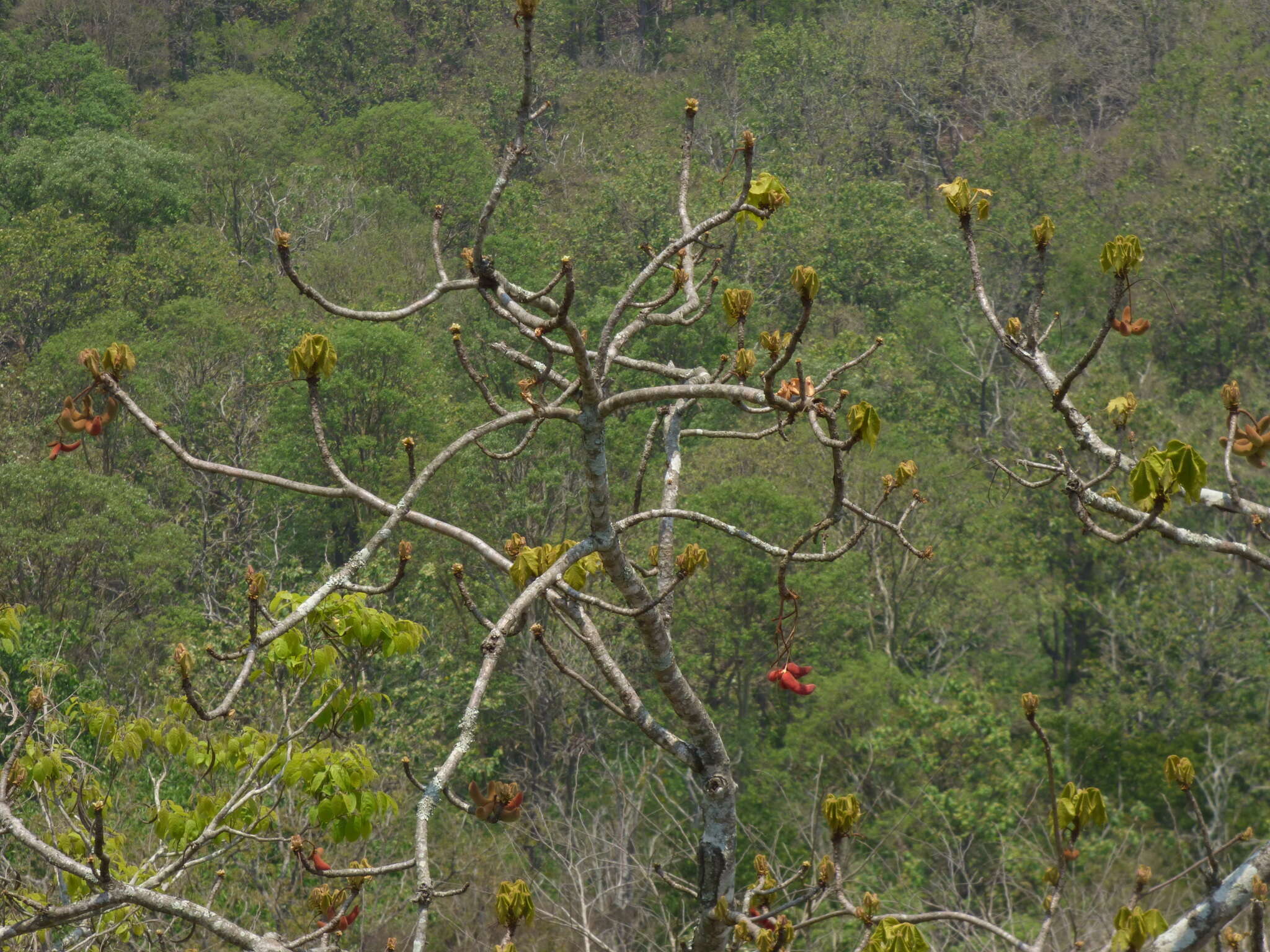 Imagem de Sterculia villosa Roxb.