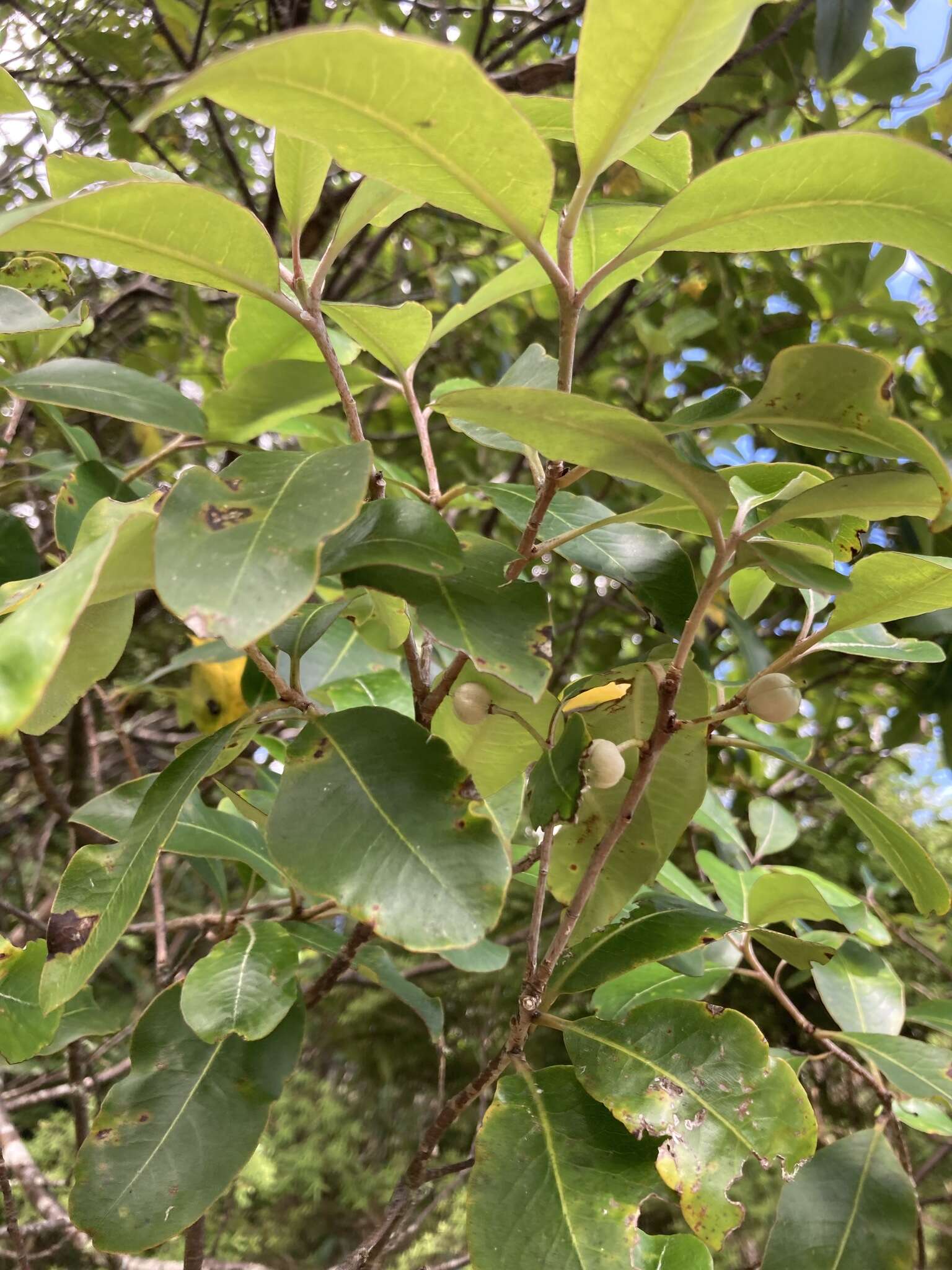 Image de Pittosporum huttonianum T. Kirk