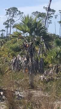 Leucothrinax resmi