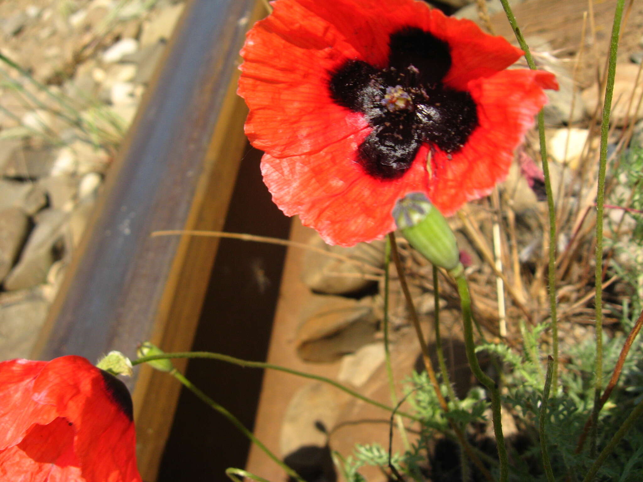 Image of Papaver arenarium M. Bieb.