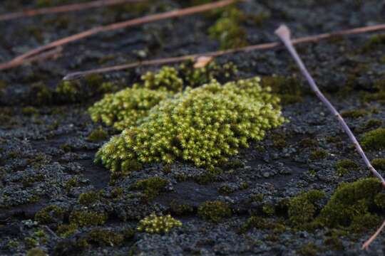 Image of Ciliate Hedwigia Moss