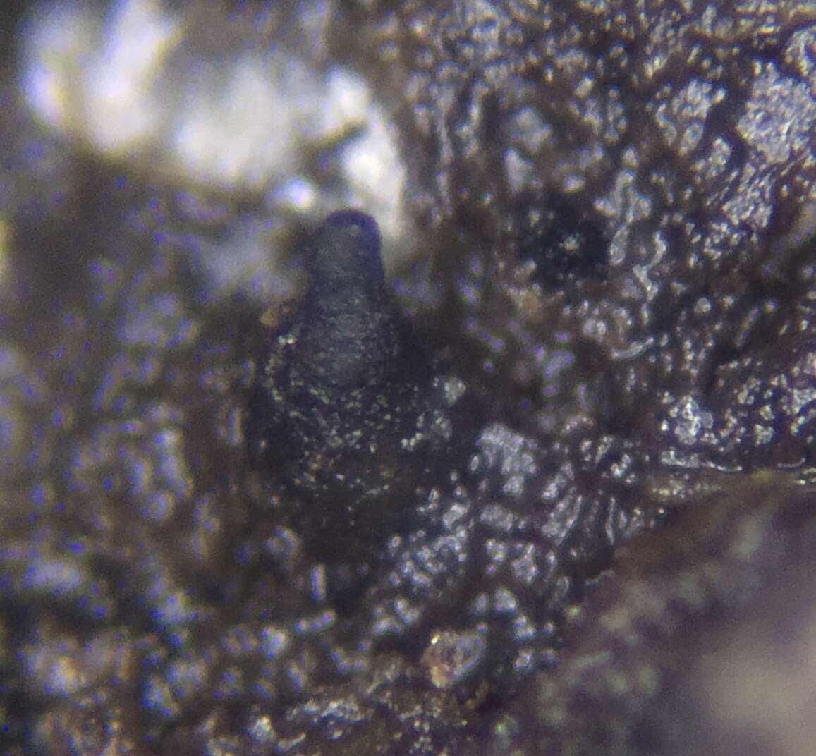 Image of Cercophora silvatica N. Lundq. 1972