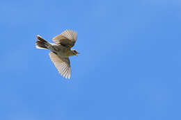 Image of Upland Pipit