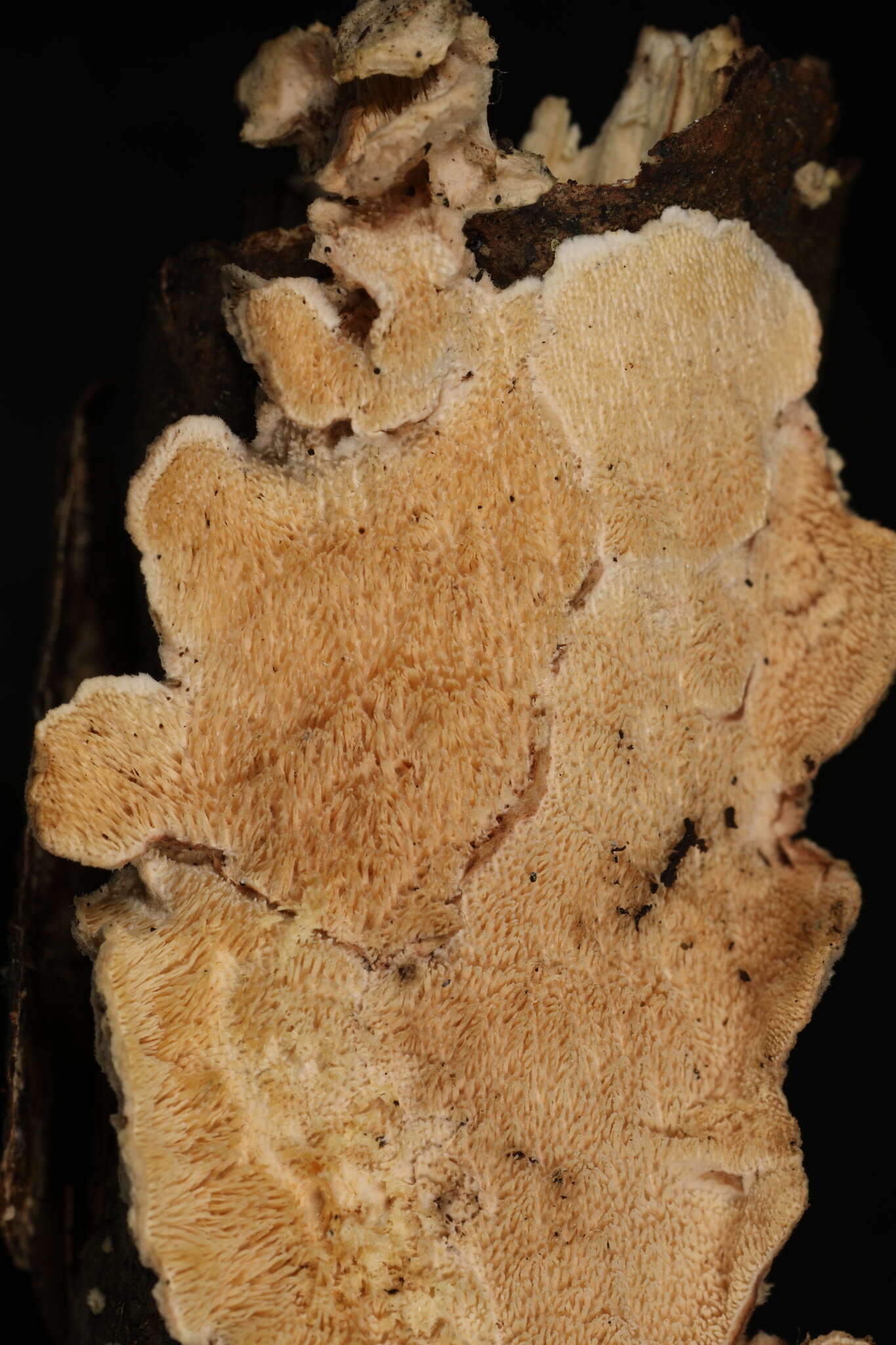 Image of Crustomyces subabruptus (Bourdot & Galzin) Jülich 1978