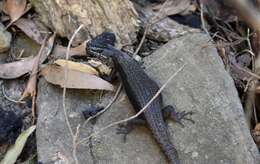 Image of Black Crevice-skink