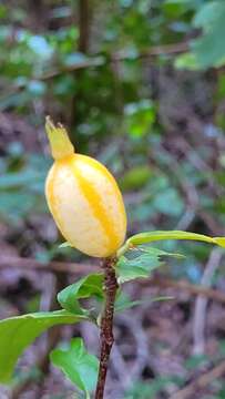 Image of Rosenbergiodendron densiflorum (K. Schum.) Fagerl.