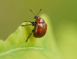 Image of Oak Leaf-roller