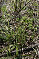 Image of Carex pilosa Scop.