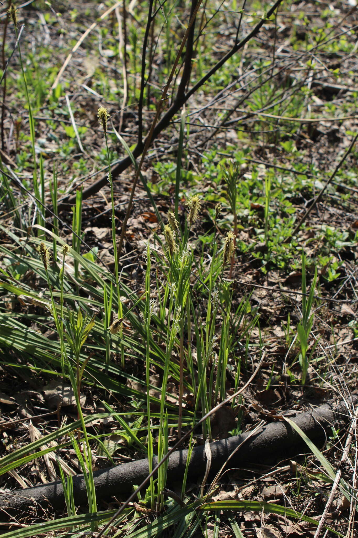 Image of Carex pilosa Scop.