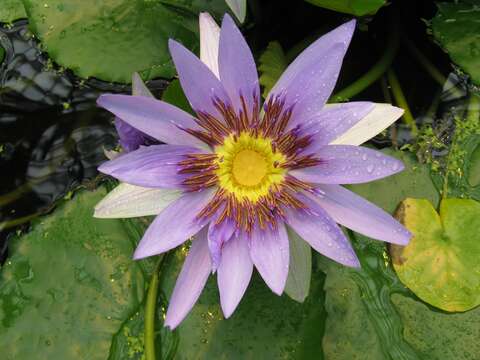 Image of Nymphaea nouchali var. zanzibariensis (Casp.) B. Verdcourt