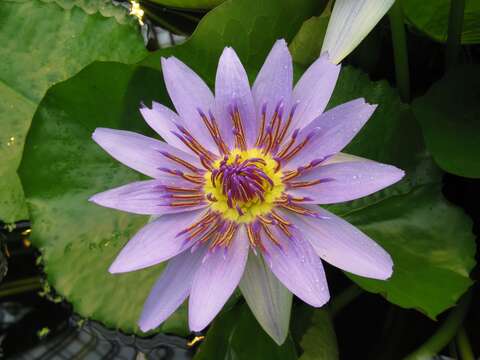 Image of Nymphaea nouchali var. zanzibariensis (Casp.) B. Verdcourt