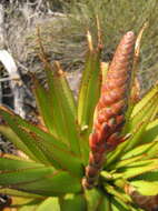 Imagem de Aloe lineata var. muirii (Marloth) Reynolds