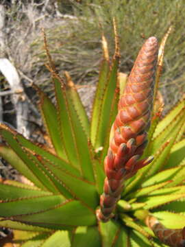 Image of Aloe lineata var. muirii (Marloth) Reynolds