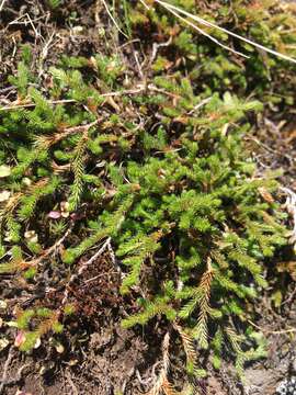 Image of Wallace's spikemoss