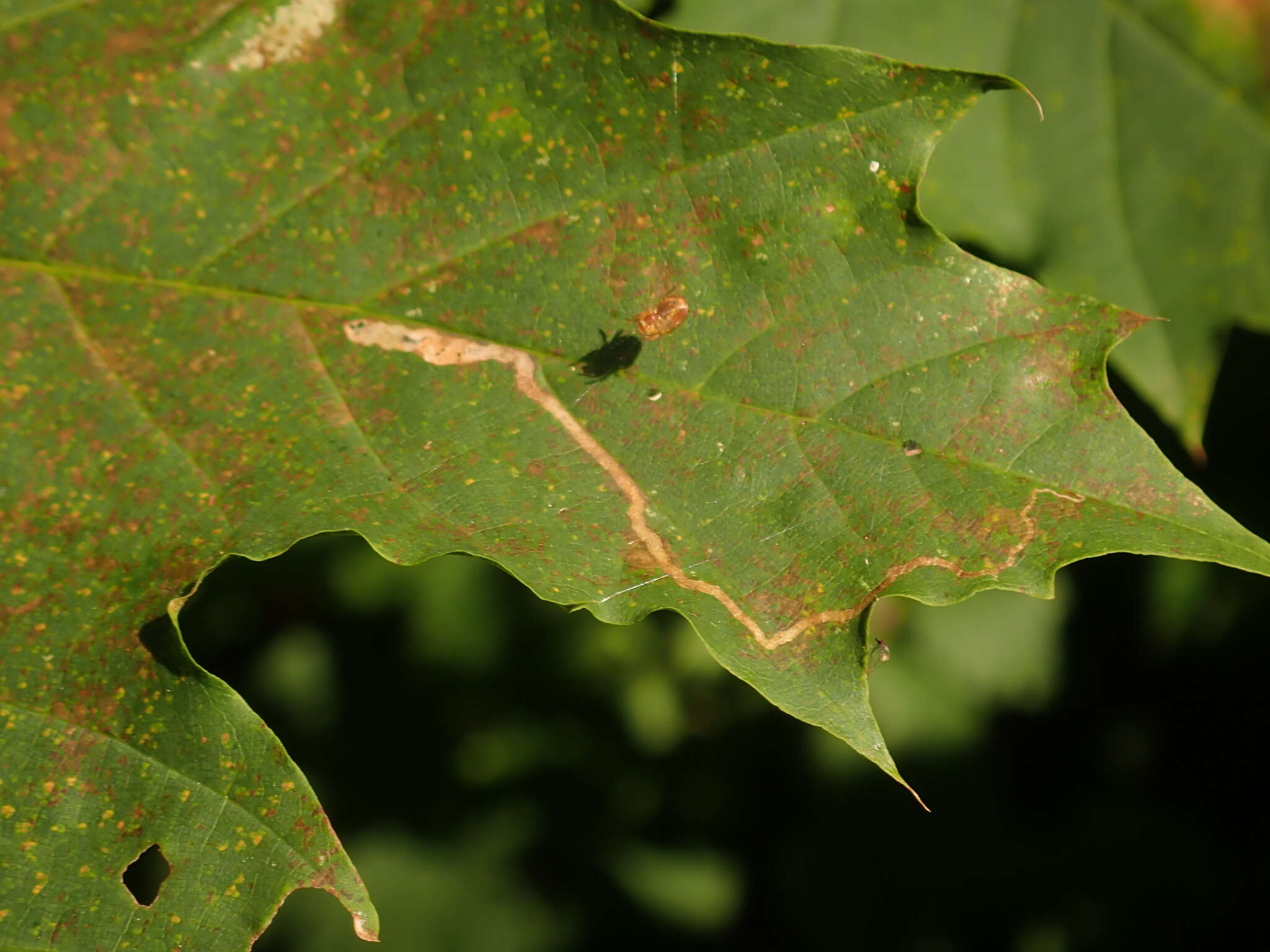 Image of Stigmella aceris (Frey 1857) Gerasimov 1952