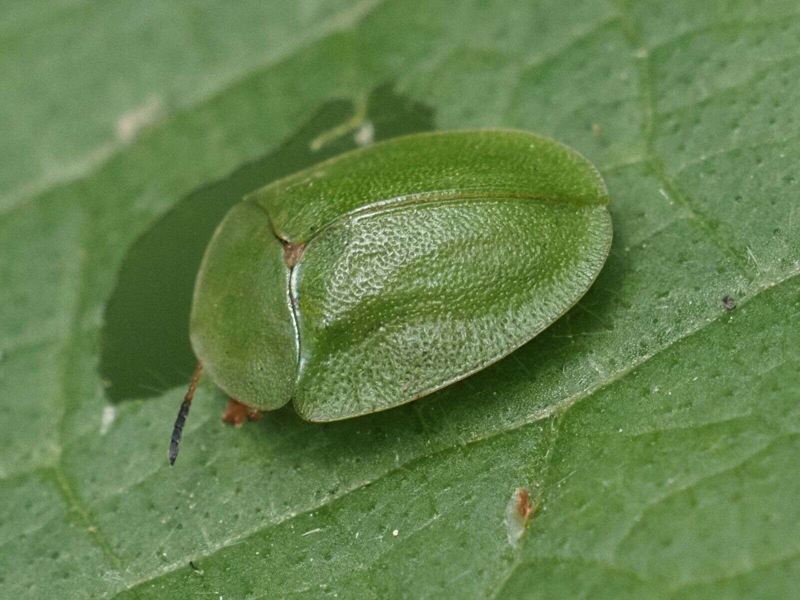 Image of Cassida (Odontionycha) viridis Linnaeus 1758