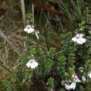 Слика од Euphrasia borneensis Stapf