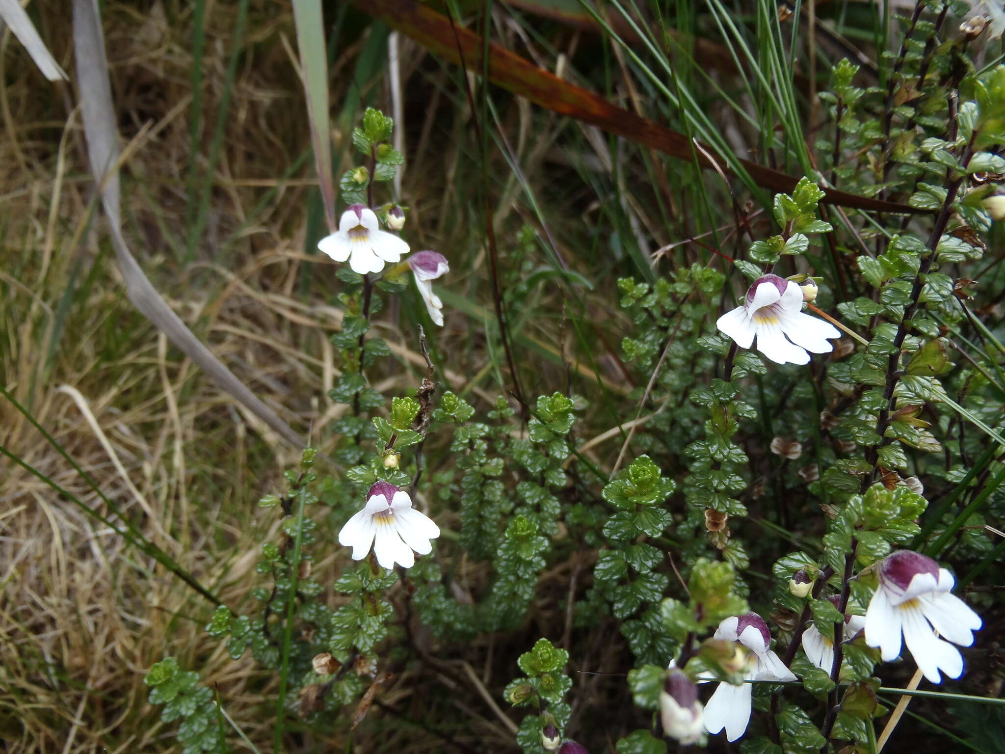 Imagem de Euphrasia borneensis Stapf