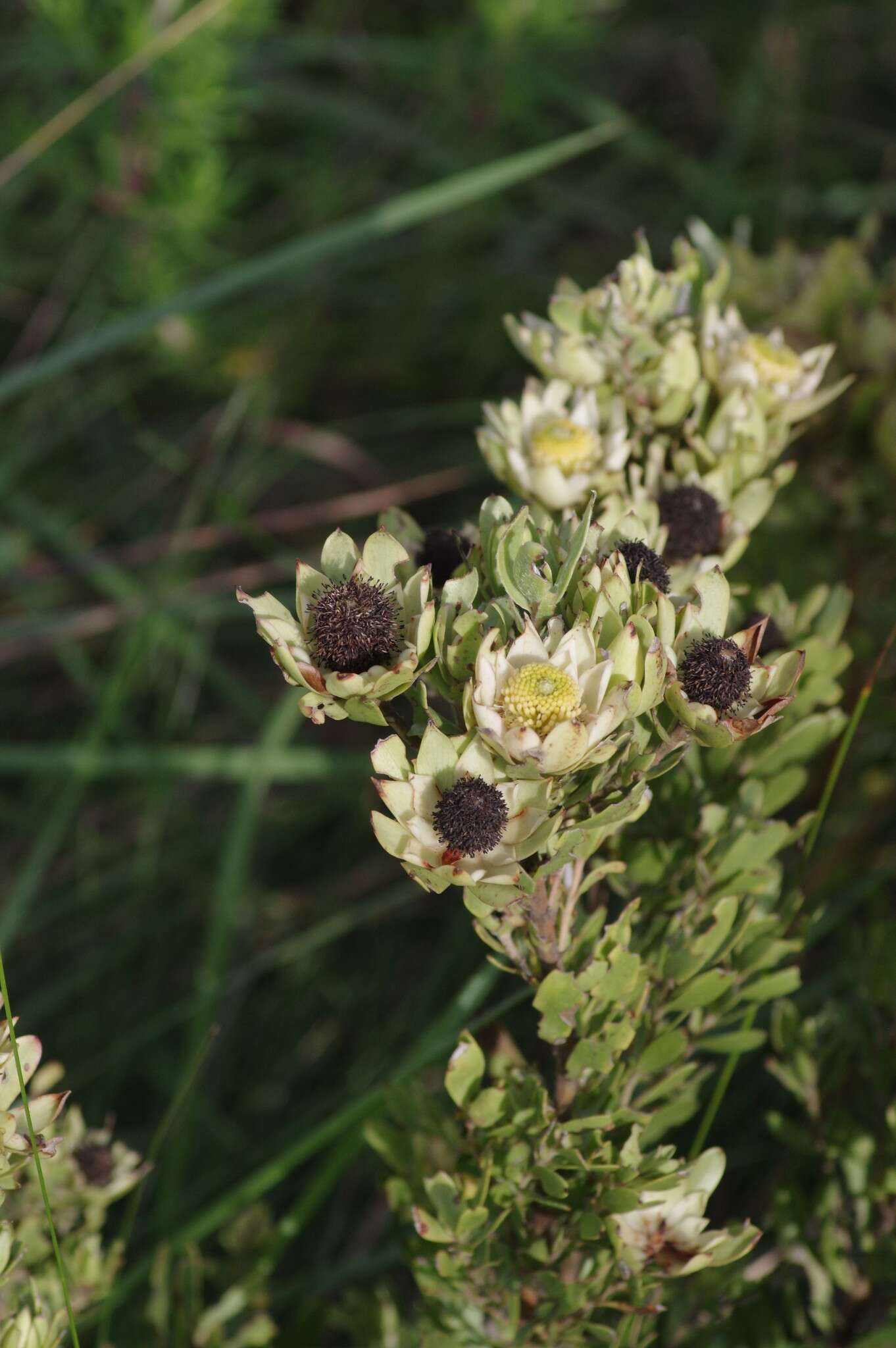 Image of Leucadendron spissifolium subsp. natalense (Thode & Gilg) I. Williams