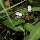 Image of Aneilema indehiscens subsp. lilacinum Faden