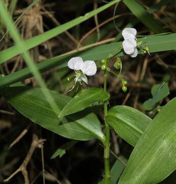 Aneilema indehiscens Faden的圖片