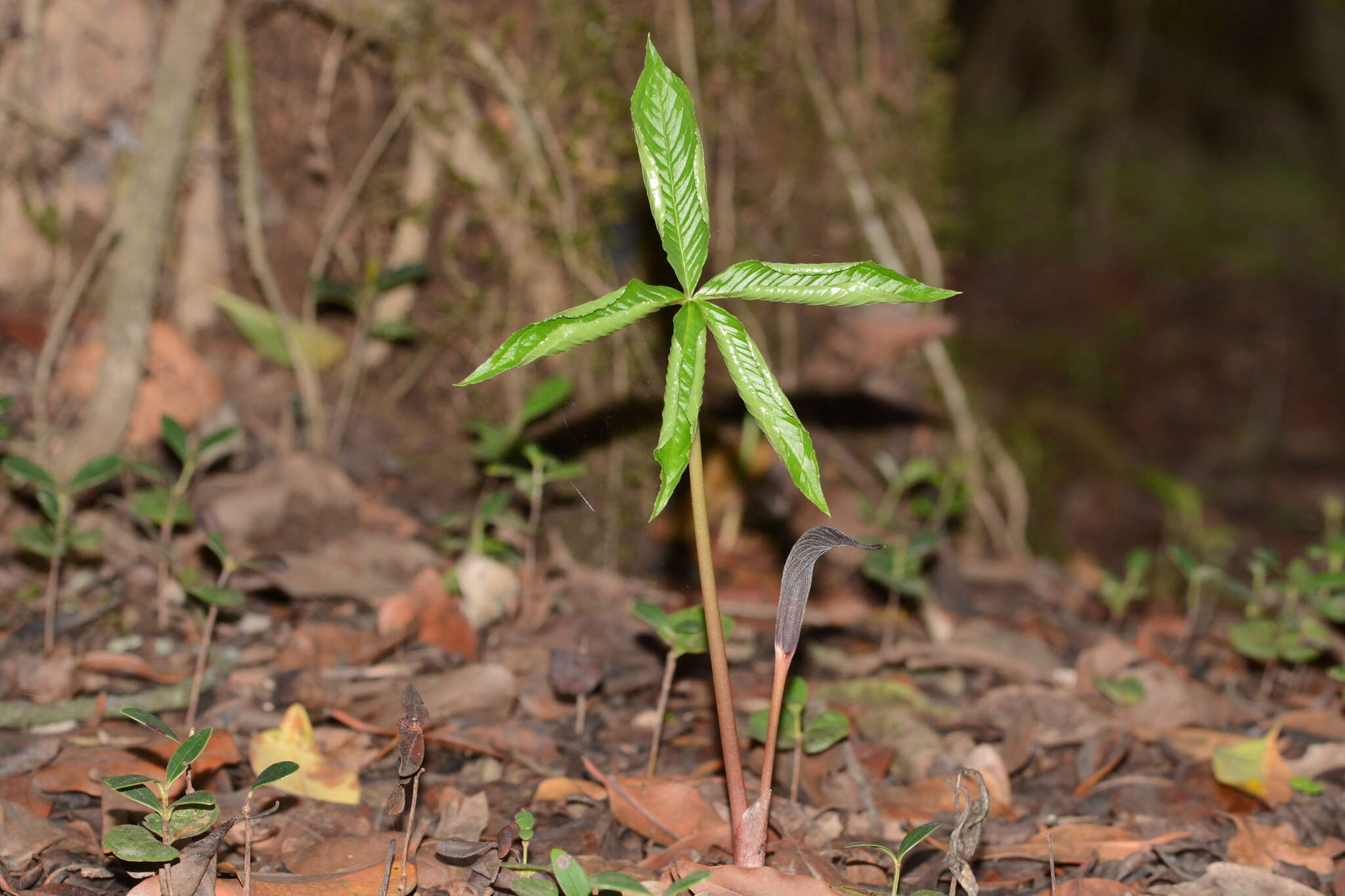 Arisaema murrayi var. sahyadricum (S. R. Yadav, K. S. Patil & Bachulkar) M. R. Almeida的圖片