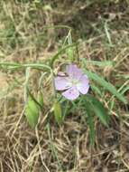 Image de Clarkia bottae (Spach) H. & M. Lewis