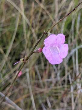 Image of Scale-Leaf False Foxglove