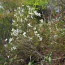 Imagem de Magnolia salicifolia (Siebold & Zucc.) Maxim.