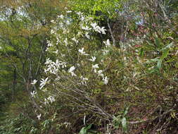 Imagem de Magnolia salicifolia (Siebold & Zucc.) Maxim.